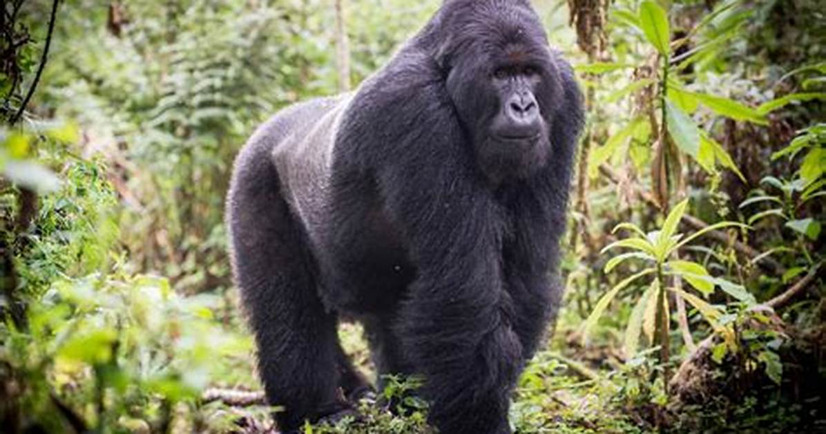 What's Gorilla Real Name