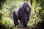 What's Gorilla Real Name
