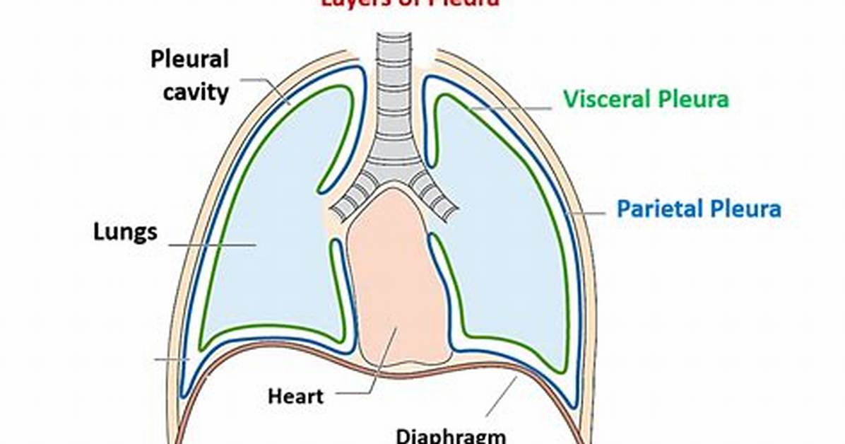 What's in the Pleural Cavity?