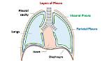 What's in the Pleural Cavity?