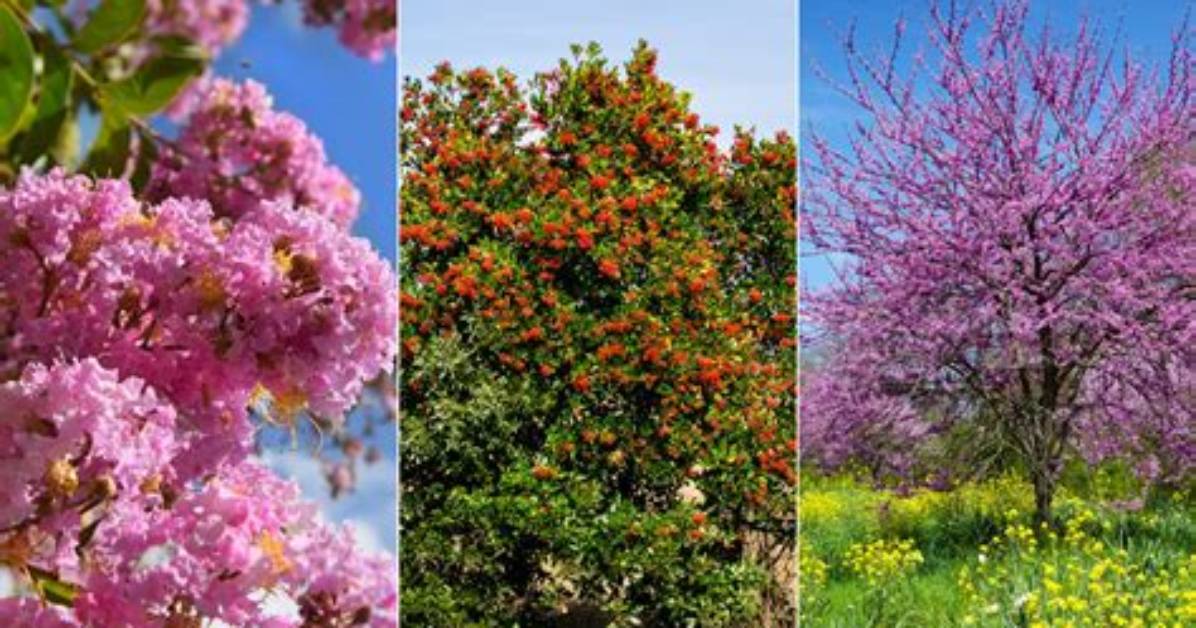 What's the Easiest Tree to Grow?