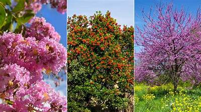 What's the Easiest Tree to Grow?