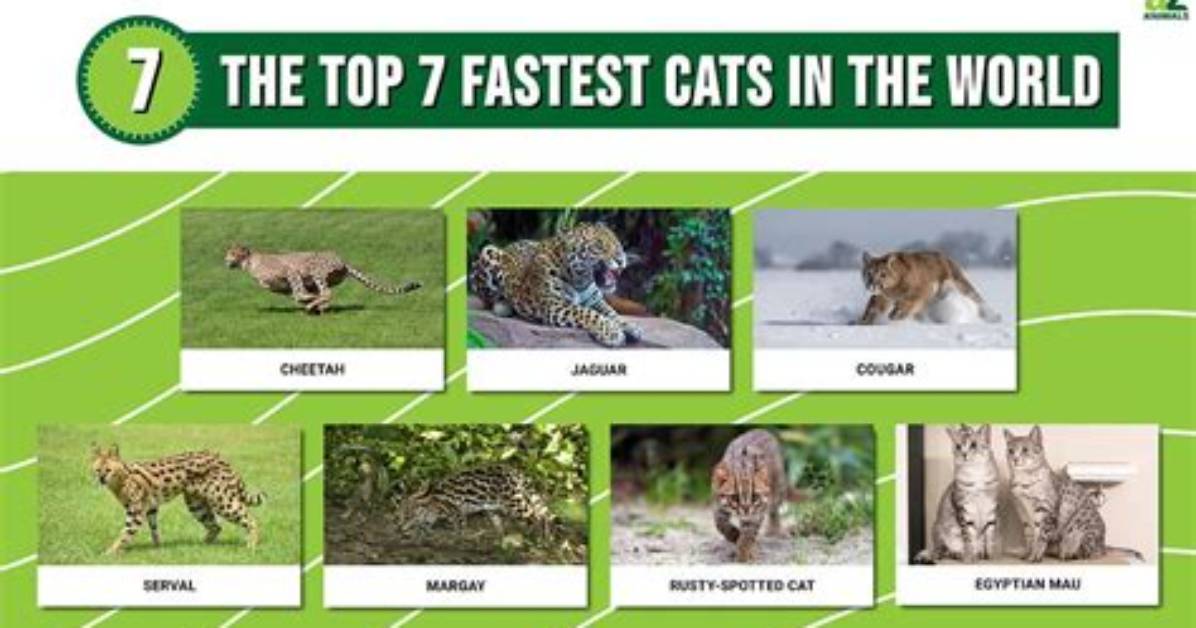 What's the Fastest Big Cat?