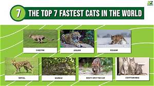 What's the Fastest Big Cat?