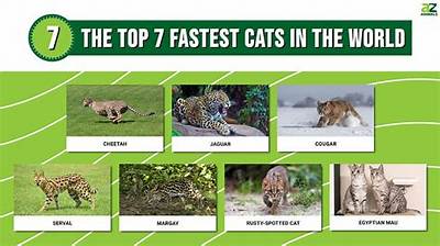 What's the Fastest Big Cat?