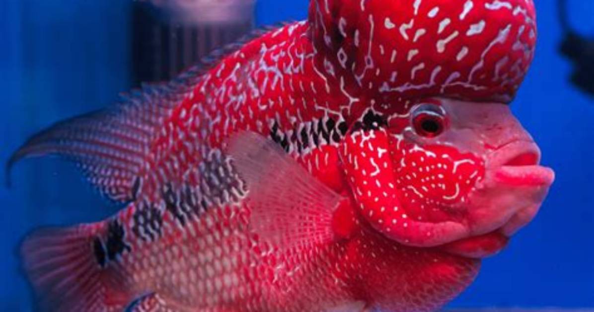 What's the Most Expensive Fish?