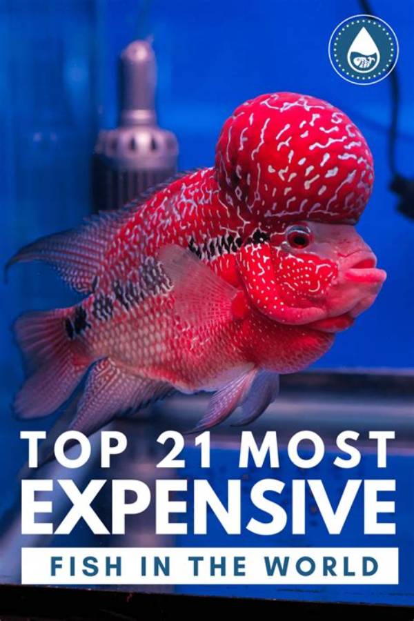 What's the Most Expensive Fish?