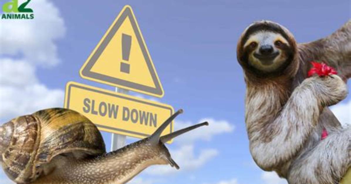 What's the Slowest Animal