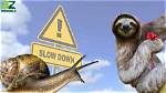 What's the Slowest Animal
