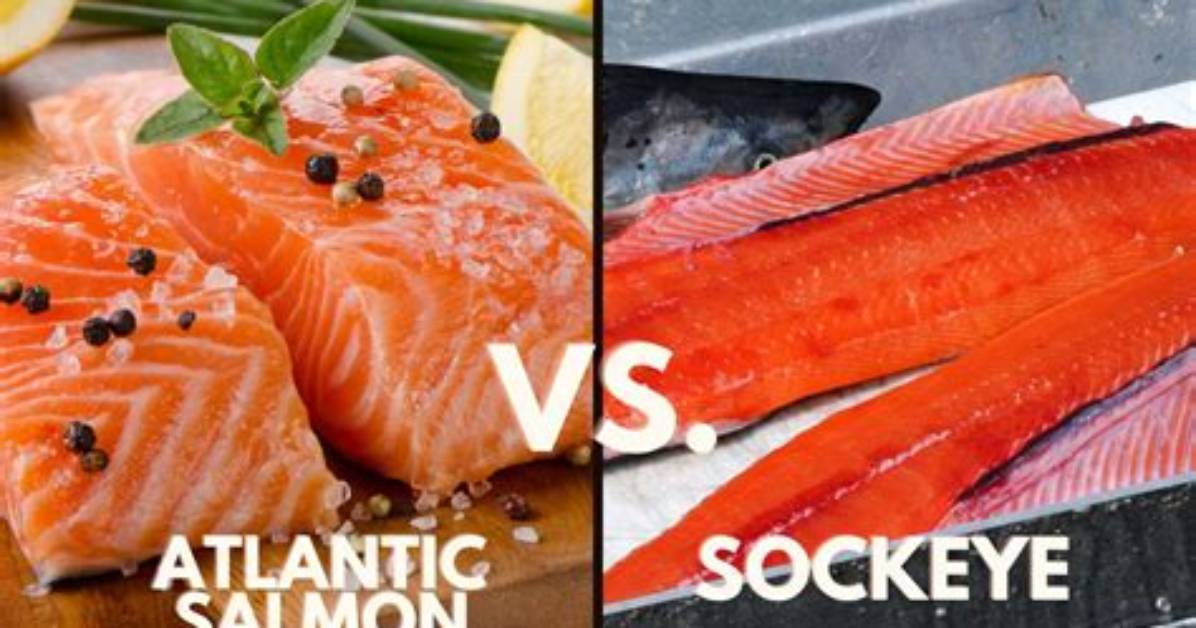 What's Wrong with Atlantic Salmon?