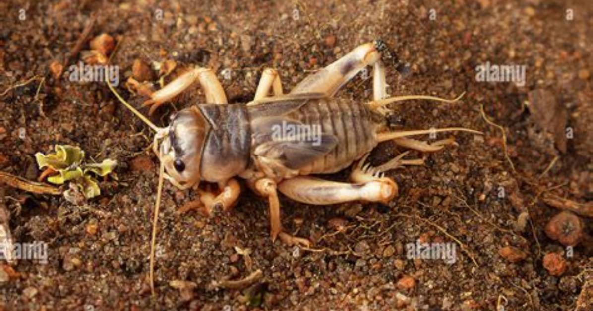 What Season Are Crickets the Loudest?