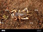 What Season Are Crickets the Loudest?