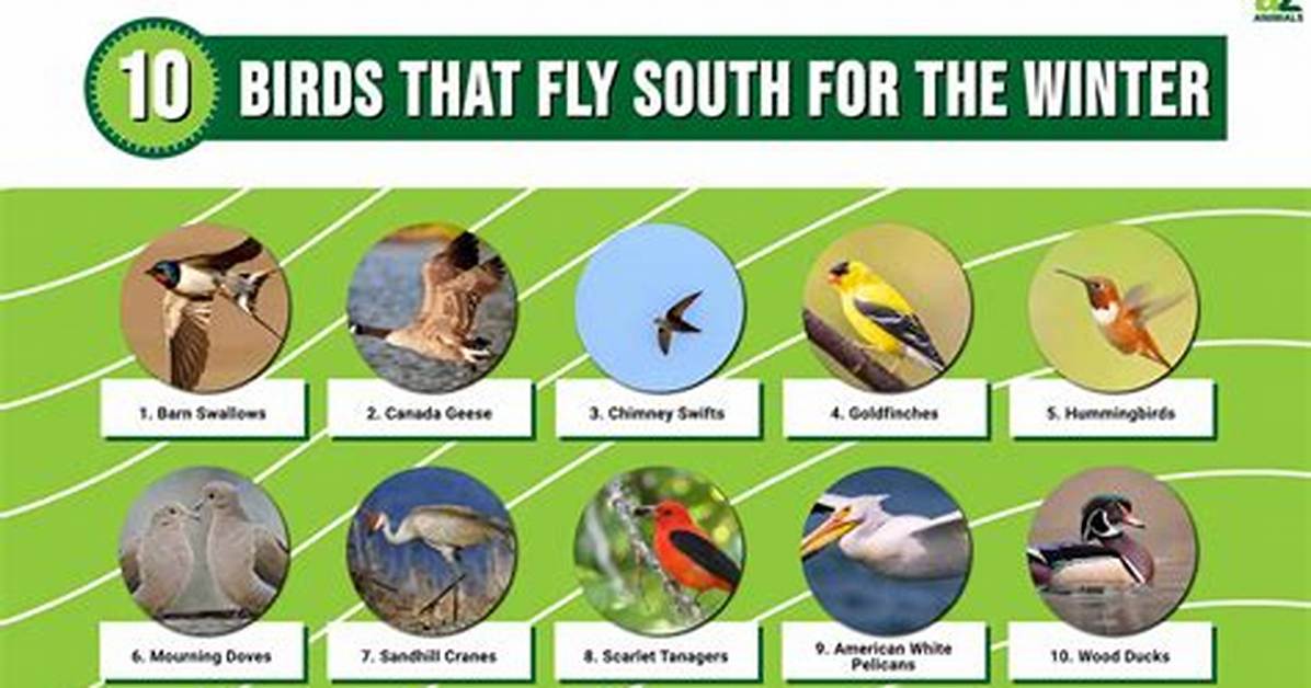 What Season Do Birds Fly South