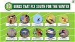 What Season Do Birds Fly South