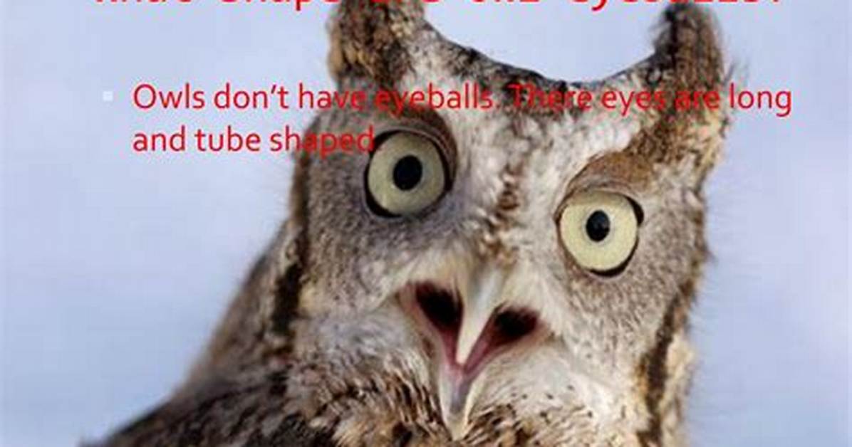 What Shape Are Owl Eyeballs