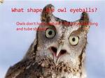 What Shape Are Owl Eyeballs