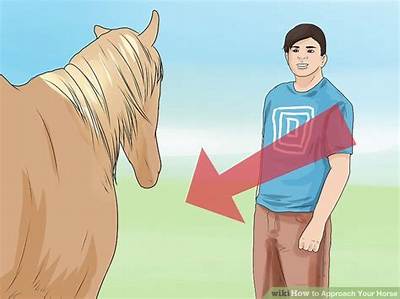 What Side Do You Approach a Horse from?