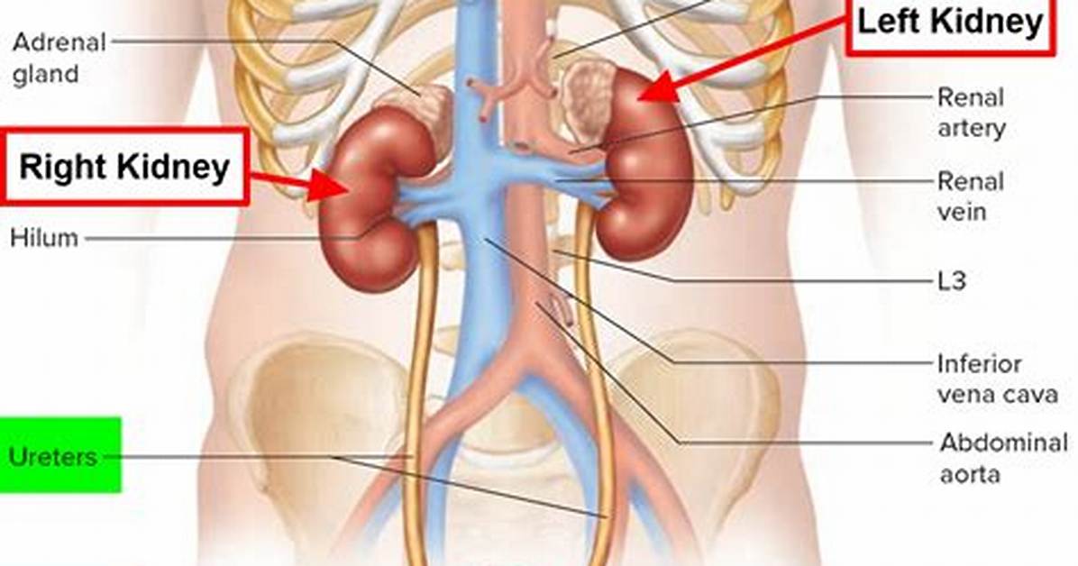 What Side Is Your Kidneys on Left or Right?