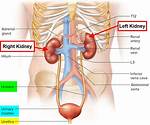 What Side Is Your Kidneys on Left or Right?