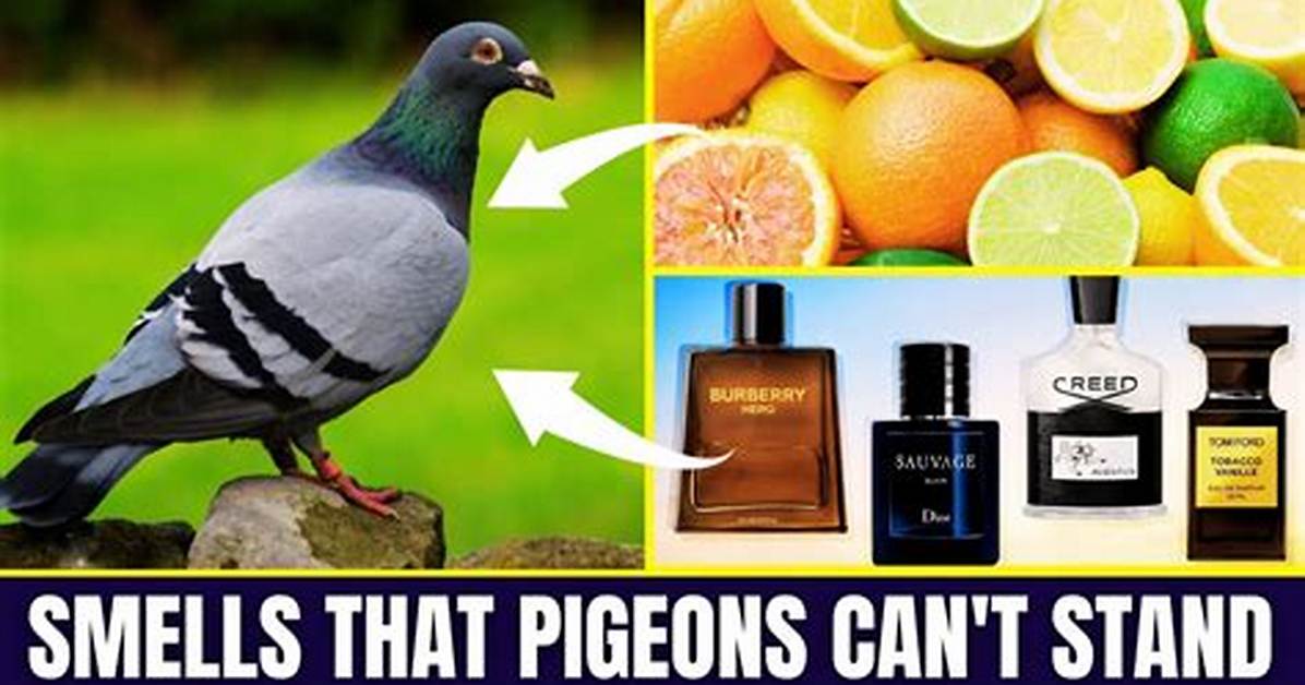 What Smell Do Pigeons Hate the Most?