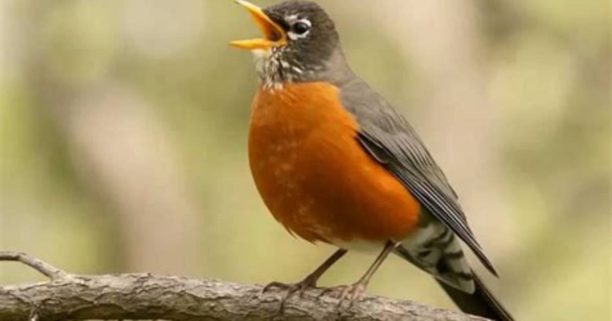 What Sound Does a Robin Make in the Morning?