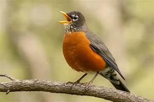 What Sound Does a Robin Make in the Morning?