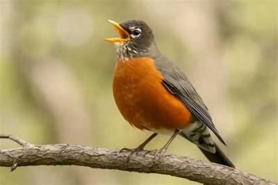 What Sound Does a Robin Make in the Morning?