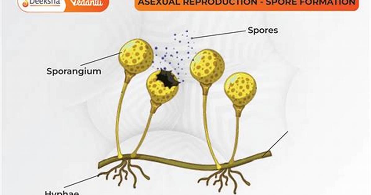What Spores Are Produced?