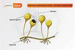 What Spores Are Produced?