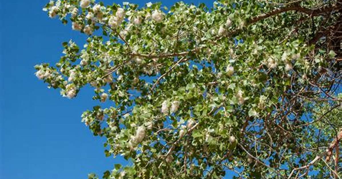 What States Do Cottonwood Trees Grow in?