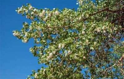 What States Do Cottonwood Trees Grow in?