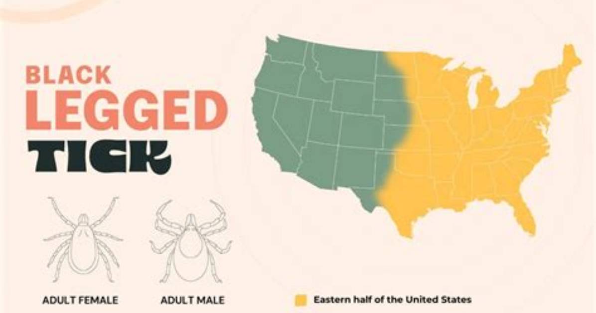 What States Have Black Legged Ticks?