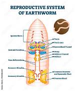 What Structure in the Earthworm Is Similar to the Human Heart