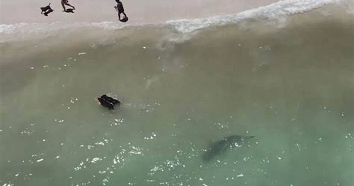 What Time Do Sharks Come to Shore?