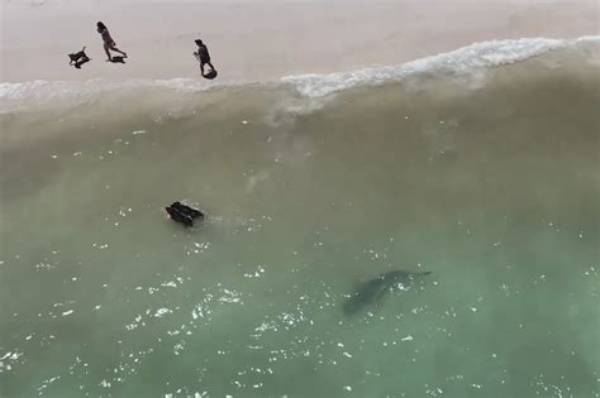 What Time Do Sharks Come to Shore?
