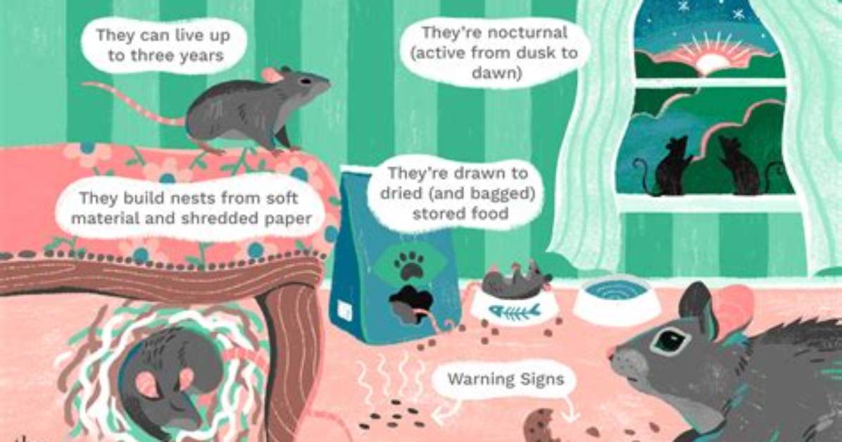 What Time of Night Are Mice More Active?