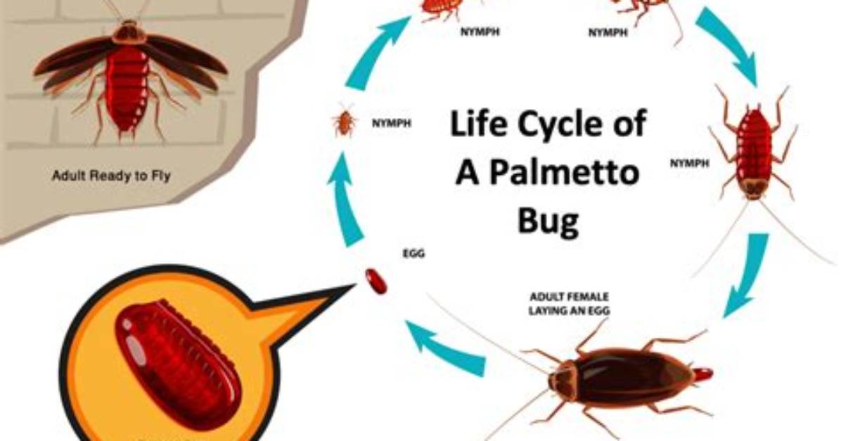 What Time of Year Do Palmetto Bugs Come out?