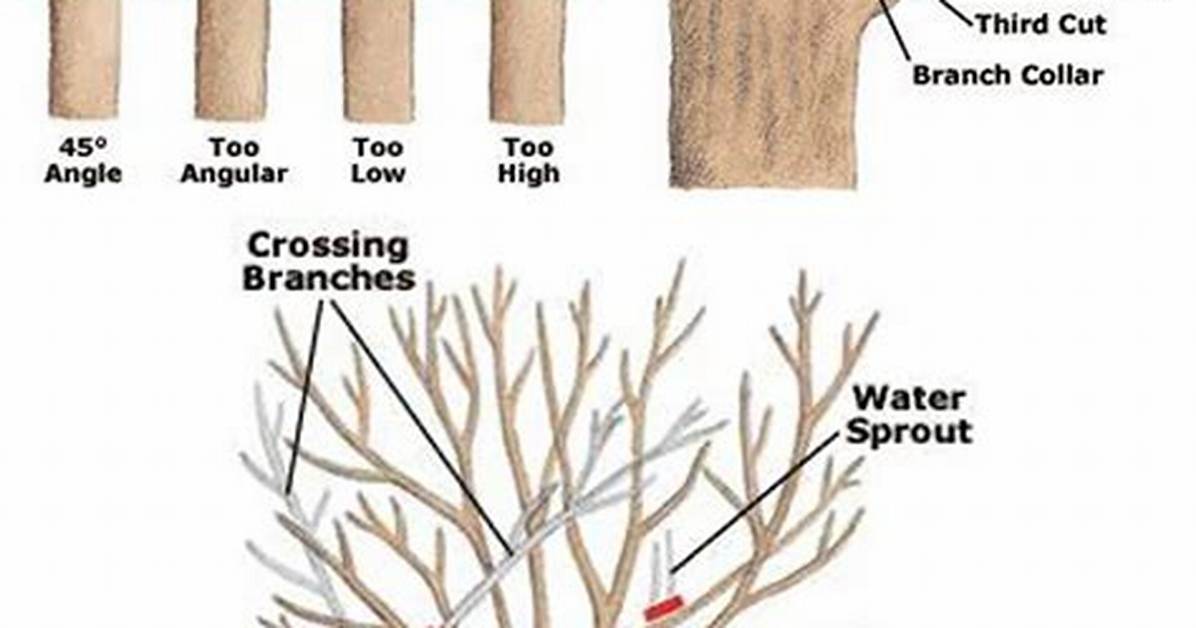 What to Do If a Tree Is About to Fall on Your House?
