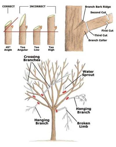 What to Do If a Tree Is About to Fall on Your House?