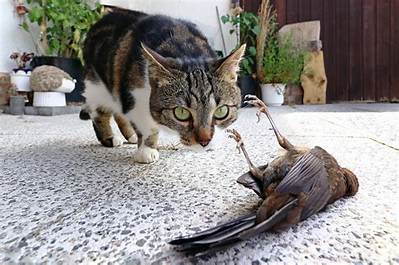 What to Do When a Cat Brings You a Mouse?