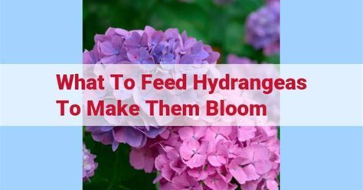 What to Feed Hydrangeas to Make Them Blue?