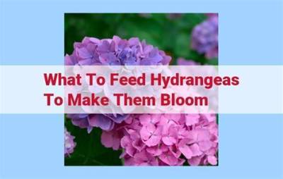 What to Feed Hydrangeas to Make Them Blue?