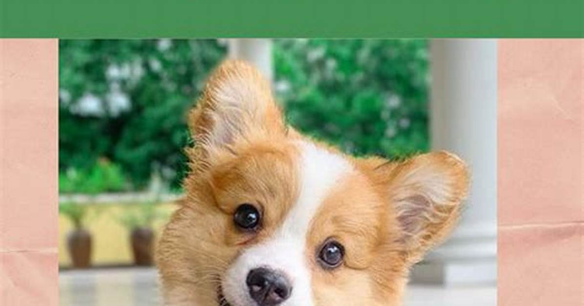 What to Know Before Getting a Corgi?