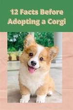What to Know Before Getting a Corgi?