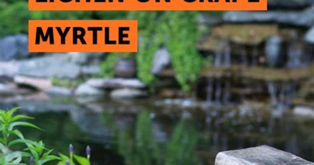 What to Use for Lichen on Crape