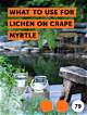What to Use for Lichen on Crape Myrtle
