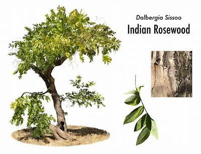 What Tree Is Indian Rosewood from?