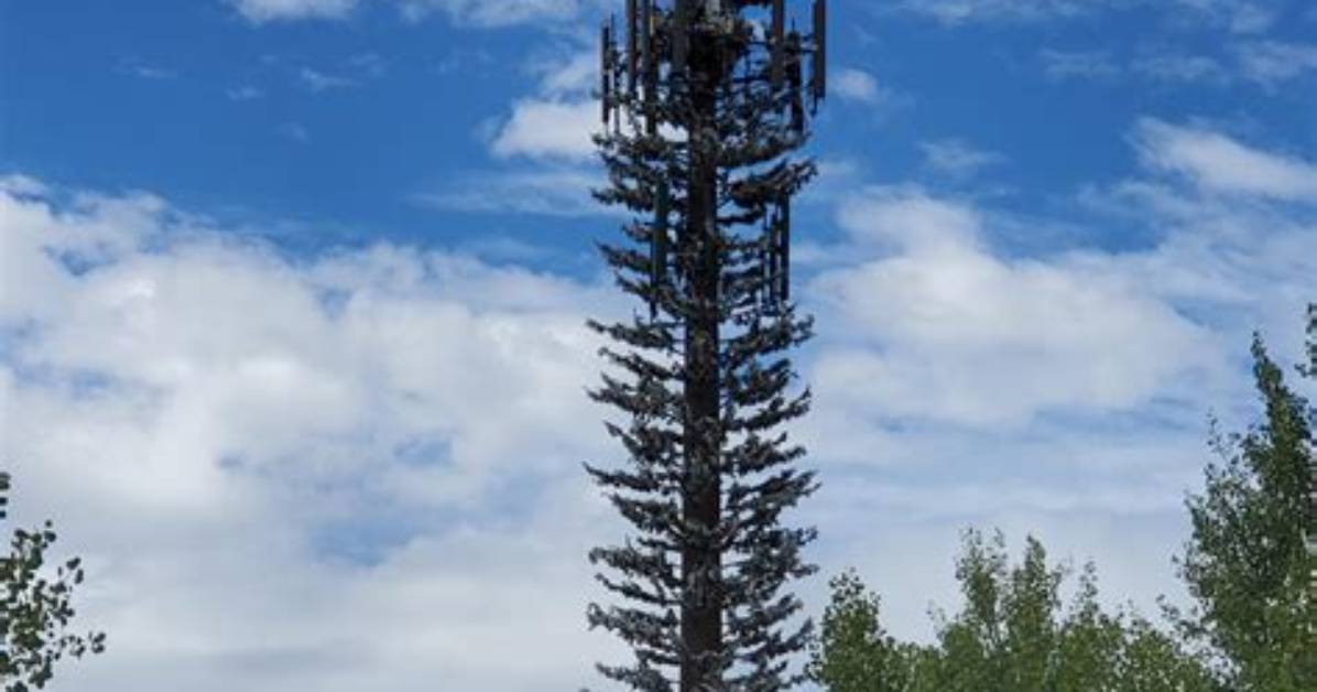 What Trees Are Telephone Poles Made of?