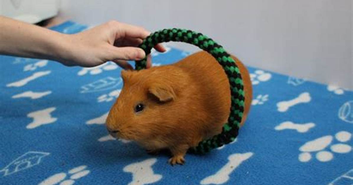 What Tricks Can Guinea Pigs Do?