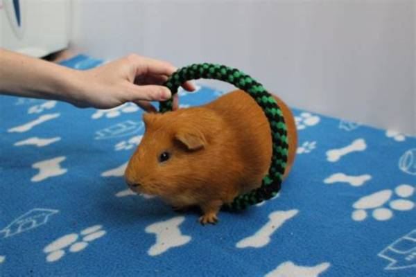 What Tricks Can Guinea Pigs Do?